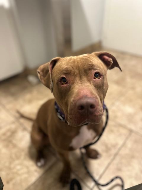 Duchess, a Adopted Pit Bull Terrier in Los Angeles, CA image 5/6