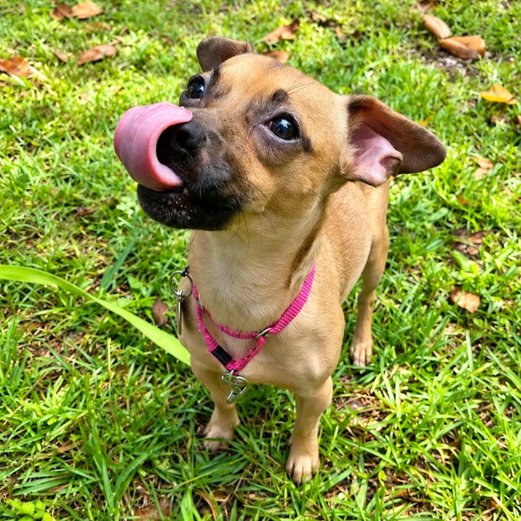 Enlarge Toffee, a Adoptable mixed breed in Hopkinton, MA image 2/5