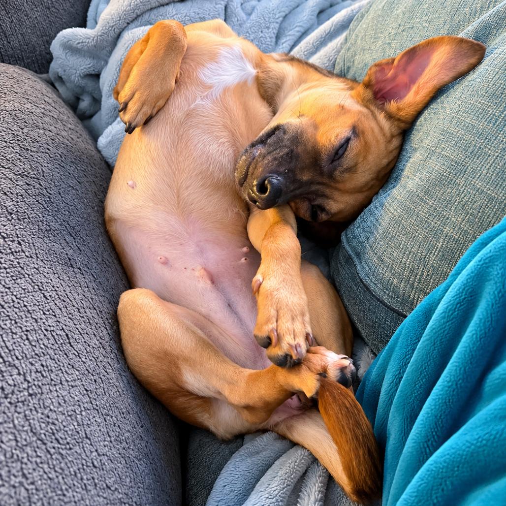 Enlarge Toffee, a Adoptable mixed breed in Hopkinton, MA image 3/5