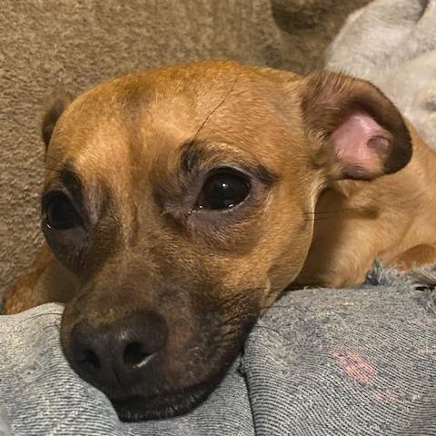 Enlarge Toffee, a Adoptable mixed breed in Hopkinton, MA image 4/5