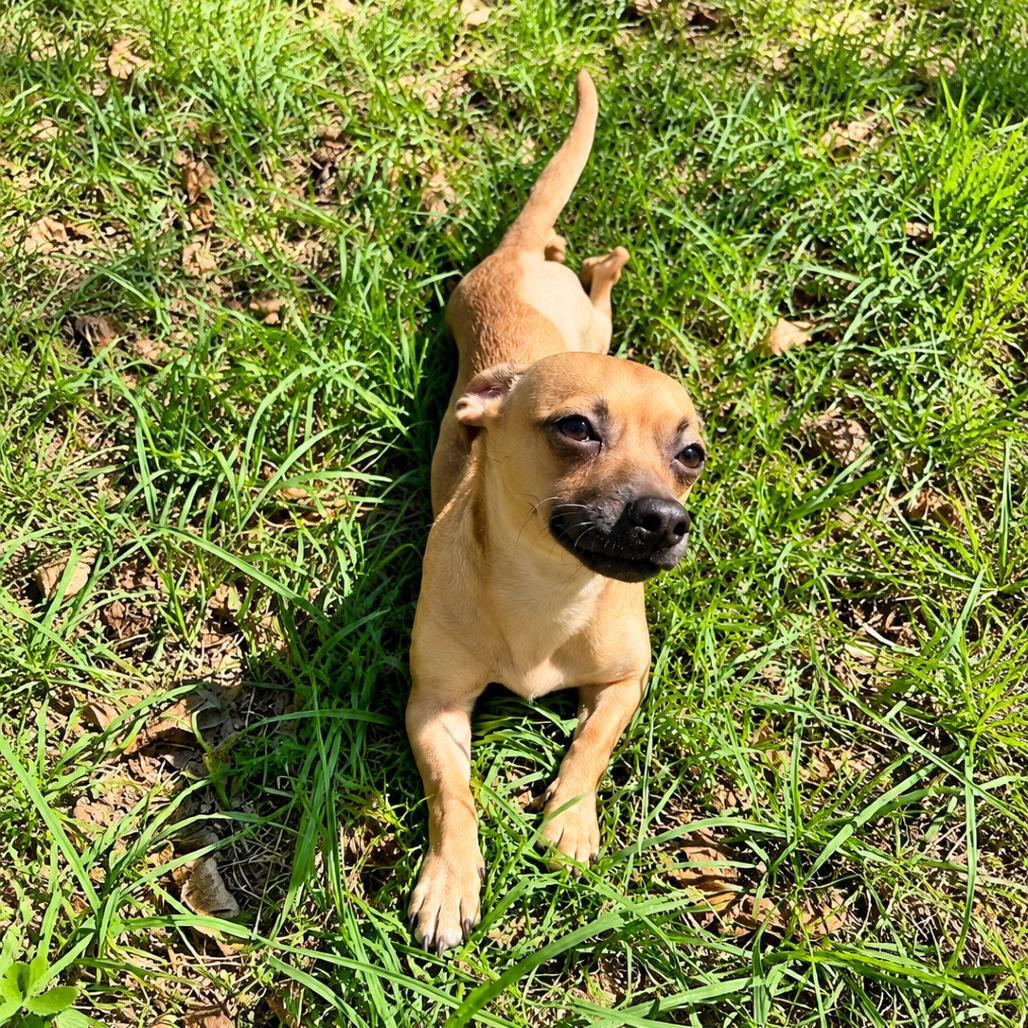 Enlarge Toffee, a Adoptable mixed breed in Hopkinton, MA image 5/5