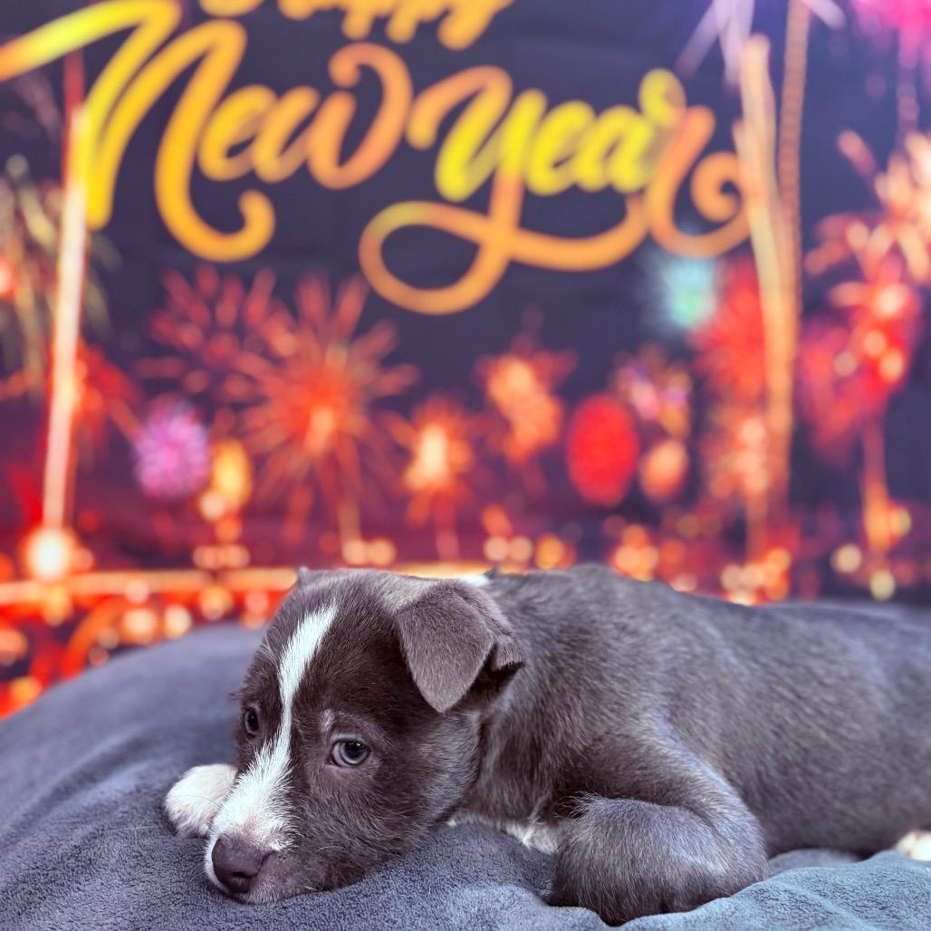 Enlarge Nutmeg , an adopted mixed breed in Fenton, MI image 4/5