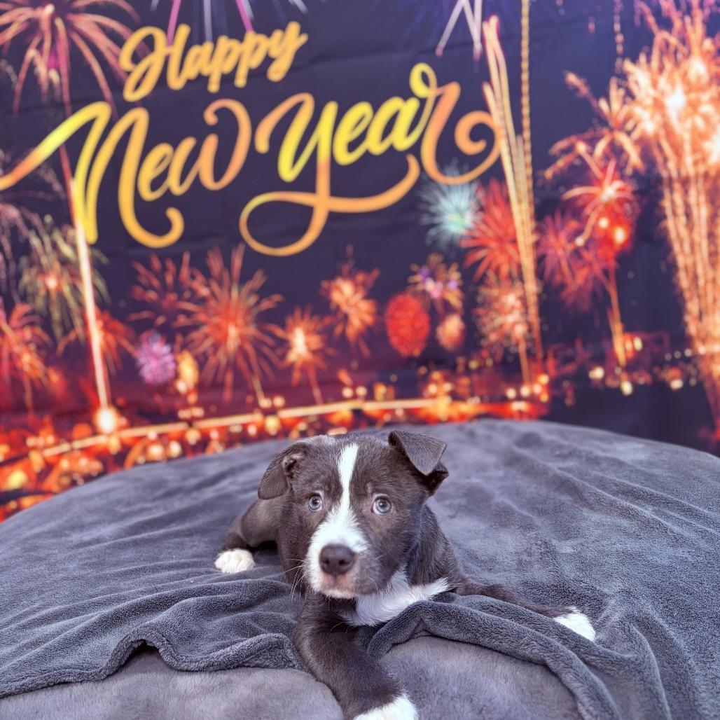 Enlarge Nutmeg , an adopted mixed breed in Fenton, MI image 3/5