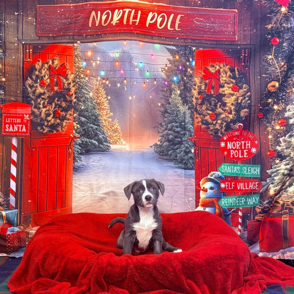 Enlarge Nutmeg , an adopted mixed breed in Fenton, MI image 5/5