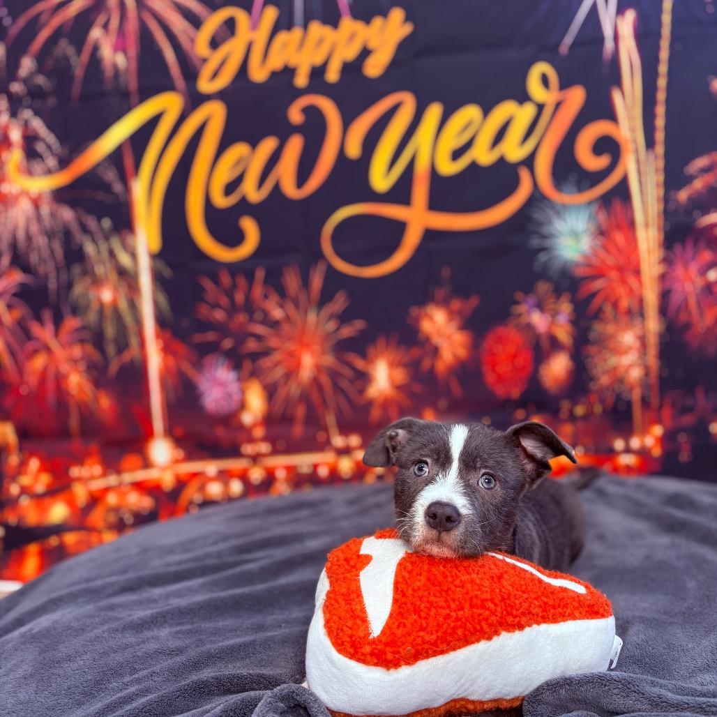 Enlarge Nutmeg , an adopted mixed breed in Fenton, MI image 2/5