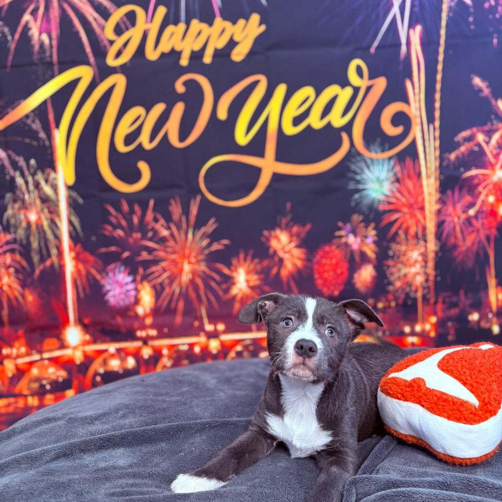 Enlarge Nutmeg , an adopted mixed breed in Fenton, MI image 1/5