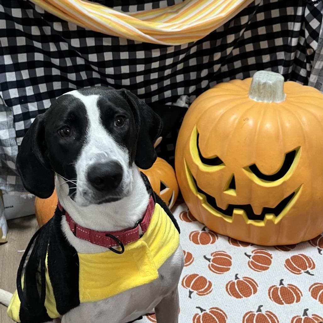 Enlarge Martini, a Adoptable Mixed Breed in Austin, TX image 2/2