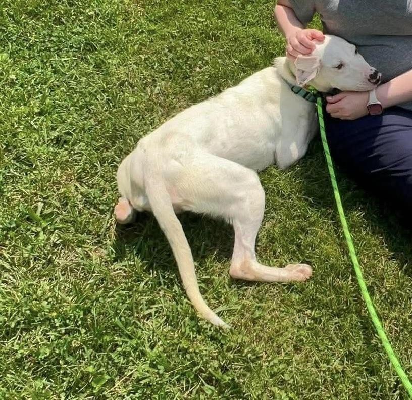 Ansley, a Adoptable mixed breed in Middletown, CT image 1/2