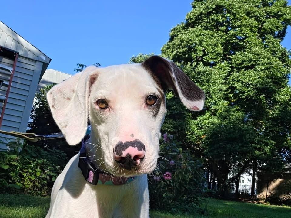 Enlarge Ansley, a Adoptable mixed breed in Middletown, CT image 2/6