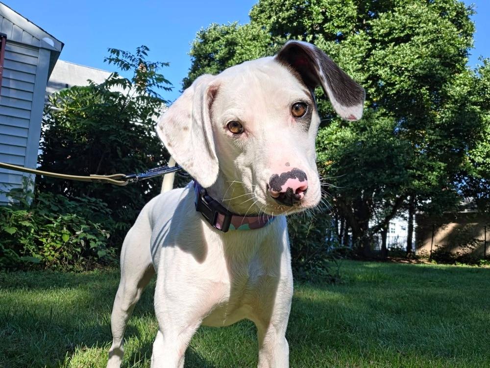 Enlarge Ansley, a Adoptable mixed breed in Middletown, CT image 3/6