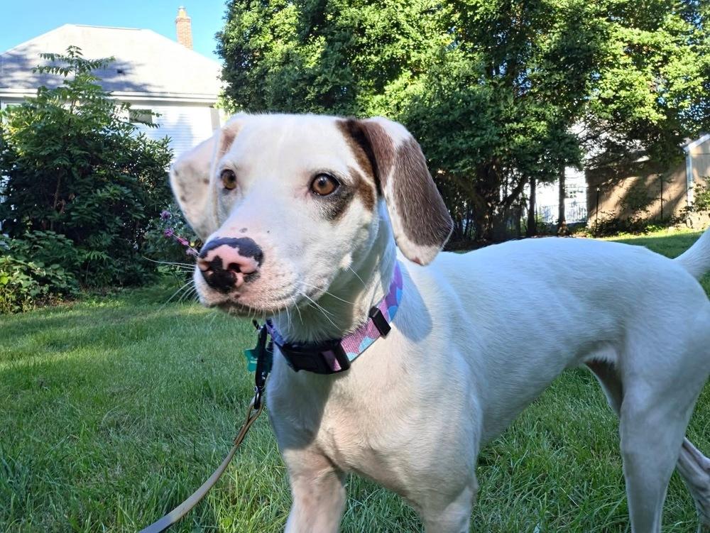 Enlarge Ansley, a Adoptable mixed breed in Middletown, CT image 4/6