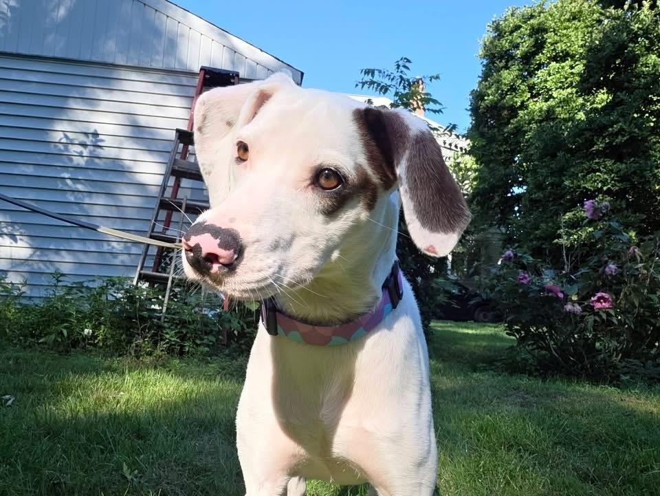 Enlarge Ansley, a Adoptable mixed breed in Middletown, CT image 5/6
