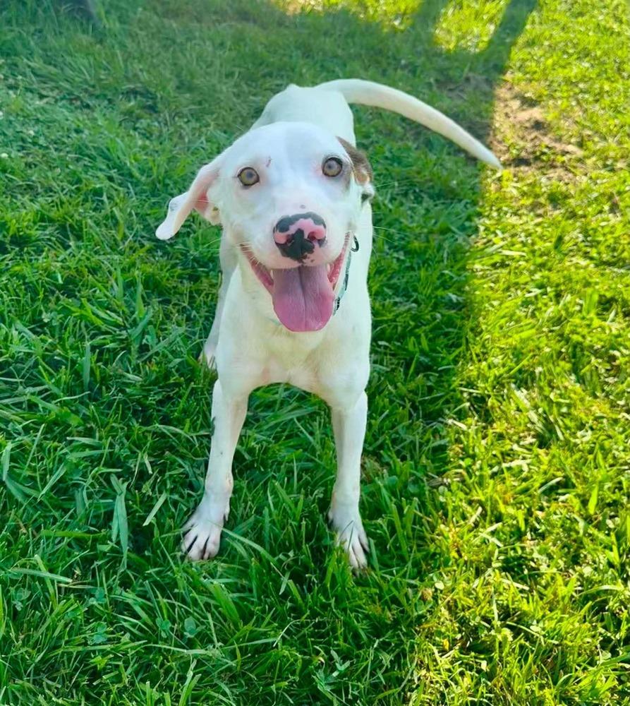 Ansley, a Adoptable mixed breed in Middletown, CT image 2/2