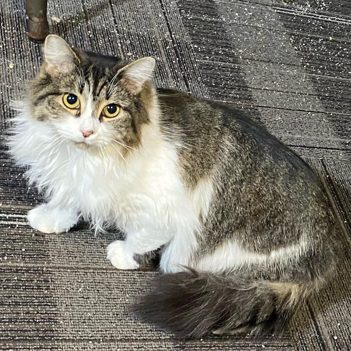 Enlarge Pasha, a Adoptable Domestic Long Hair in Holly, MI image 1/1