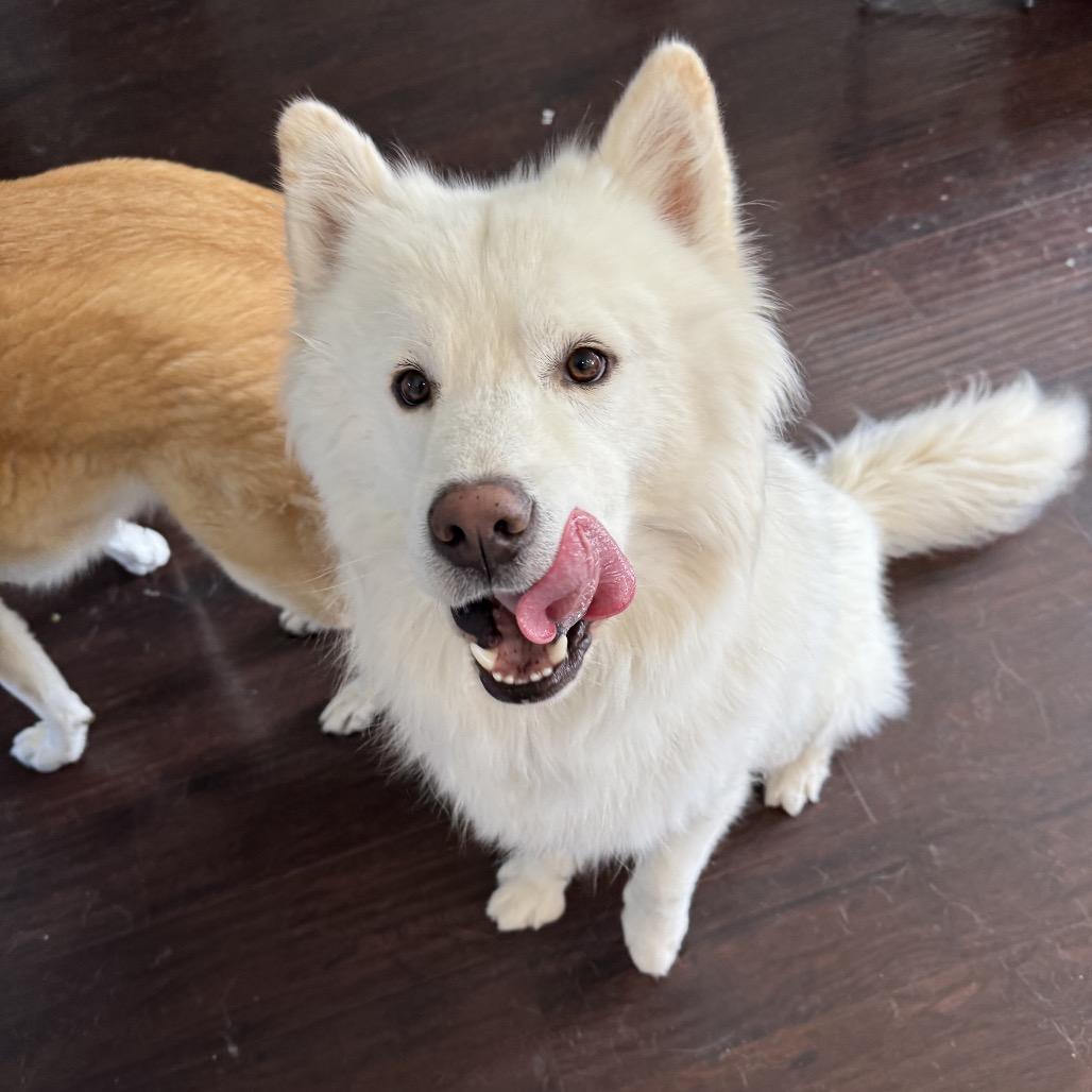 Enlarge Koda, a Adoptable mixed breed in Los Angeles, CA image 1/6