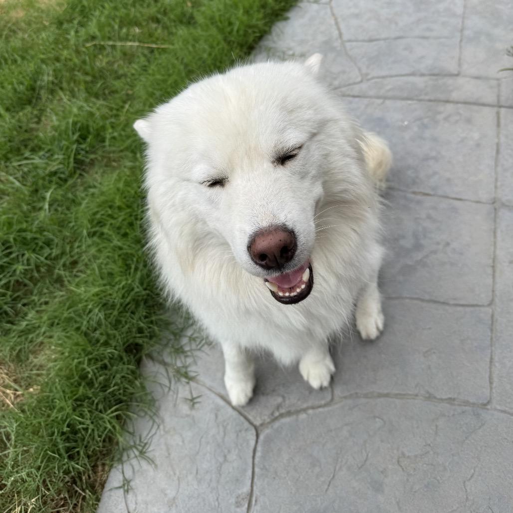 Enlarge Koda, a Adoptable mixed breed in Los Angeles, CA image 3/6