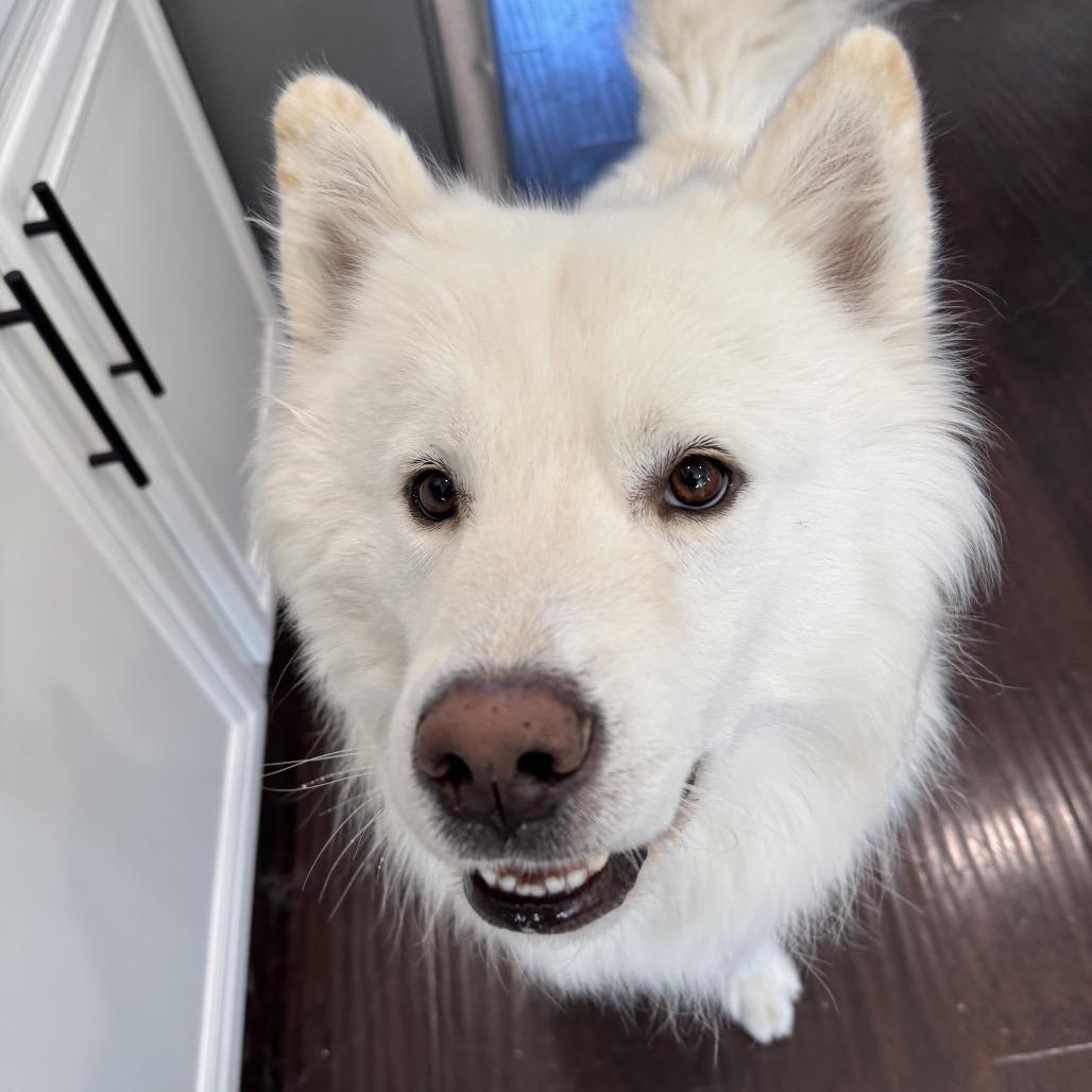Enlarge Koda, a Adoptable mixed breed in Los Angeles, CA image 4/6