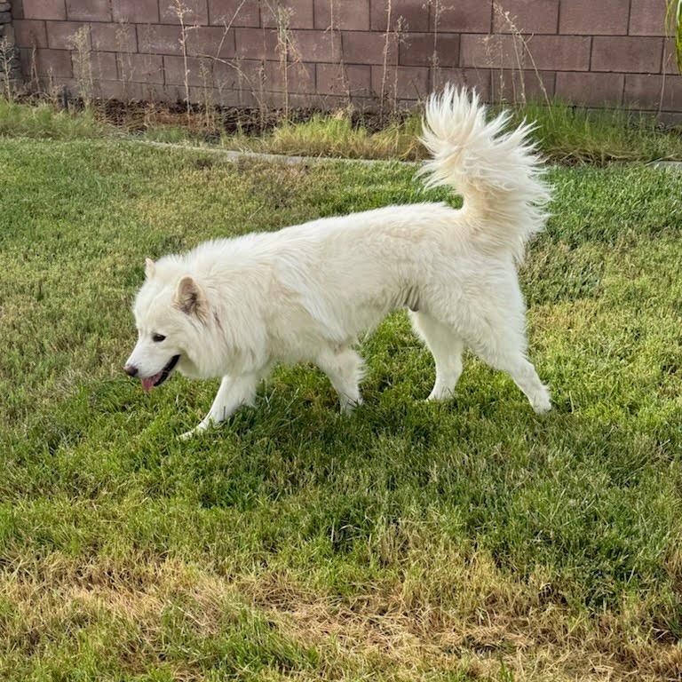 Enlarge Koda, a Adoptable mixed breed in Los Angeles, CA image 5/6