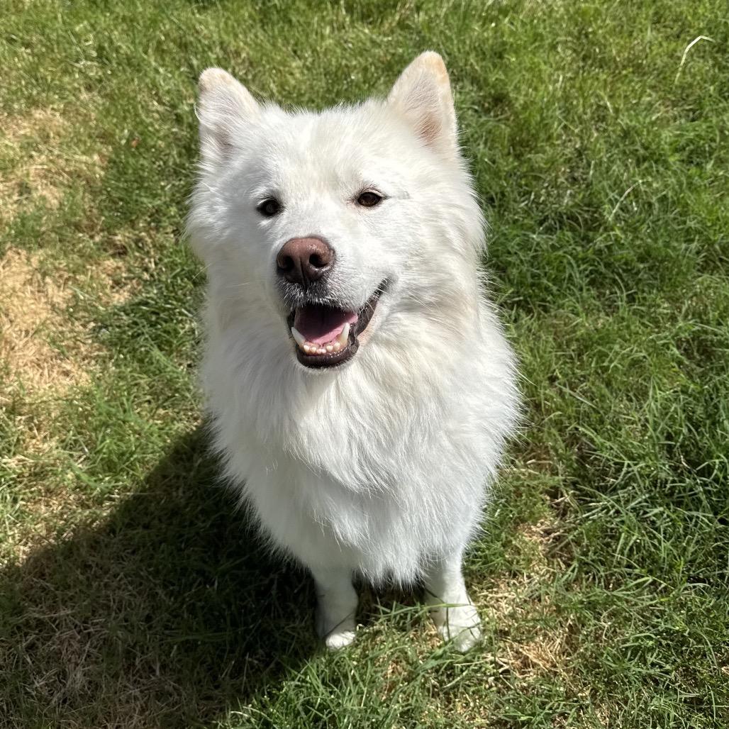 Enlarge Koda, a Adoptable mixed breed in Los Angeles, CA image 6/6