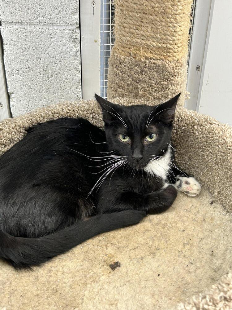 Enlarge Avery, a Adoptable Domestic Short Hair in Ontario, CA image 1/1