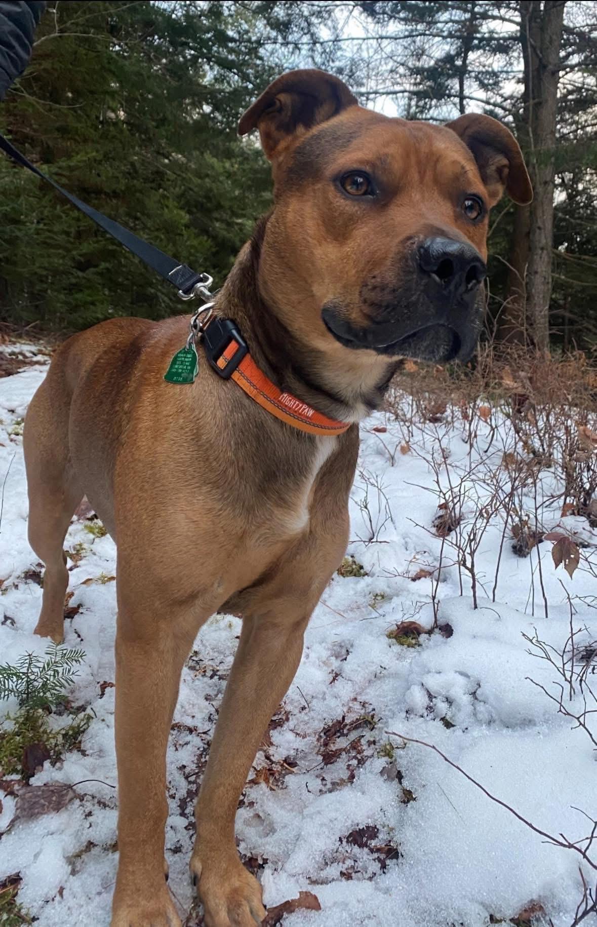 Boone *in New England