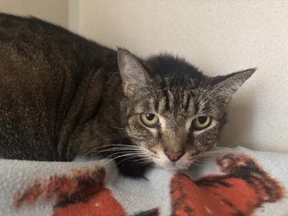 Magic, Adoptable, Senior Female Domestic Short Hair & Domestic Short Hair.