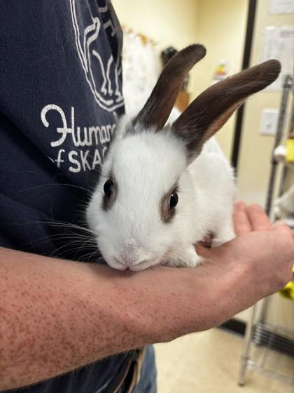 Patrick, Adoptable, Baby Male Bunny Rabbit & Bunny Rabbit.