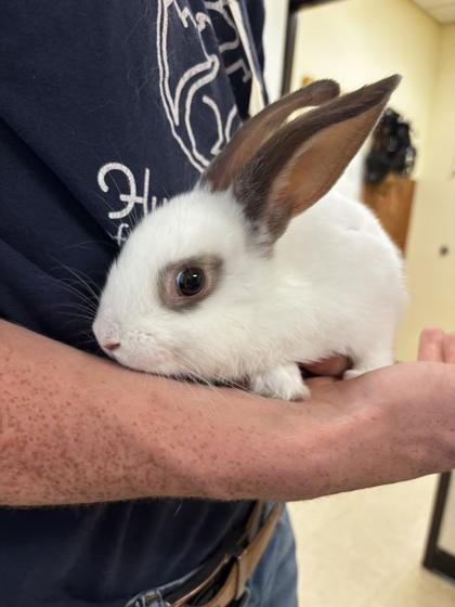 Enlarge Patrick, a Adoptable mixed breed in Burlington, WA image 2/2