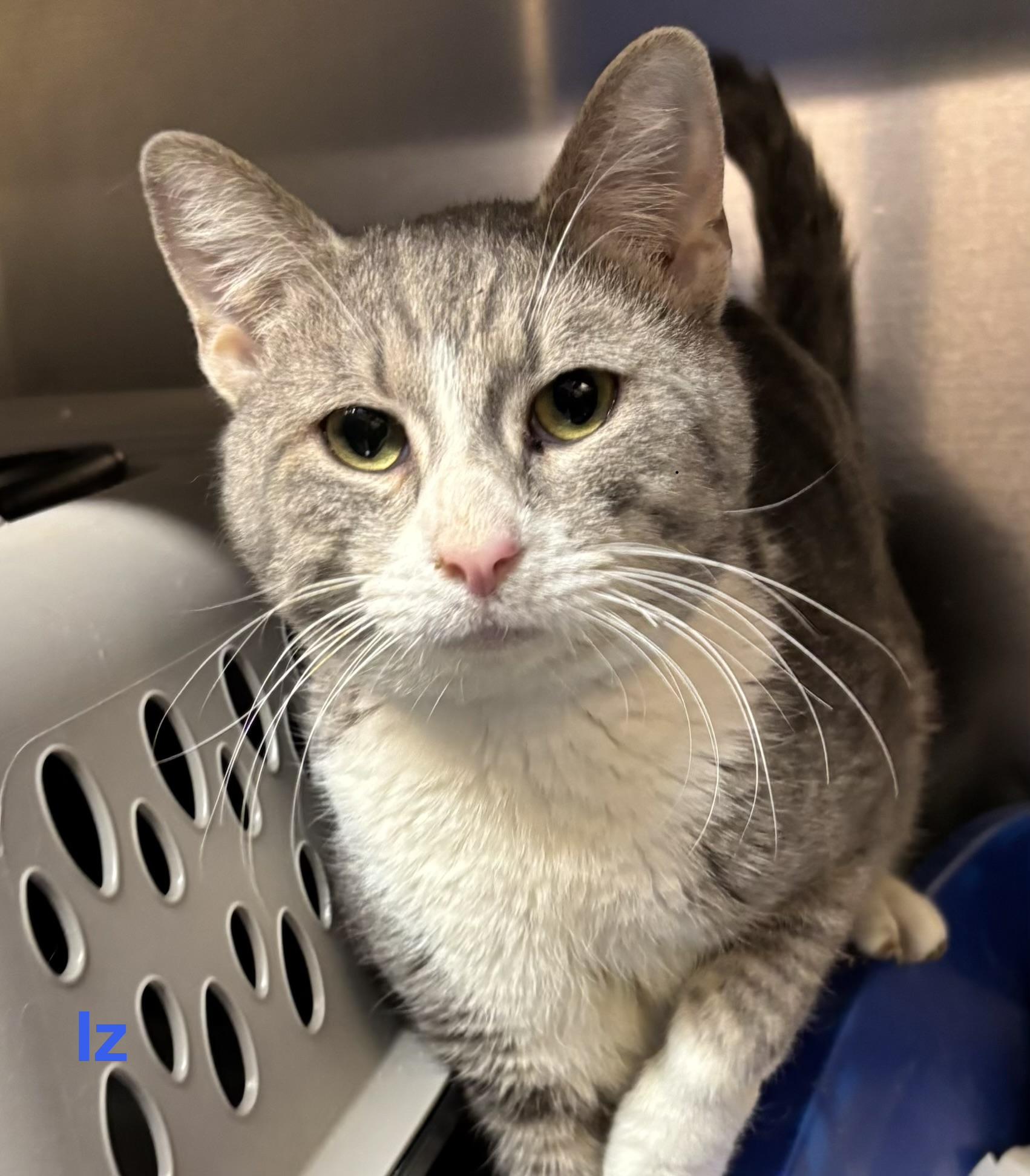 Iz, ADOPTABLE, Adult Male Tabby.