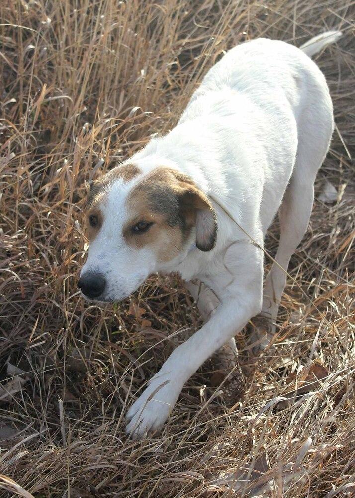 MELINDA, Adoptable, Adult Female Shepherd.