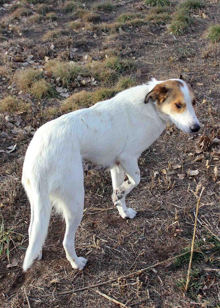 Enlarge MELINDA, a Adoptable mixed breed in Broomfield, CO image 2/6