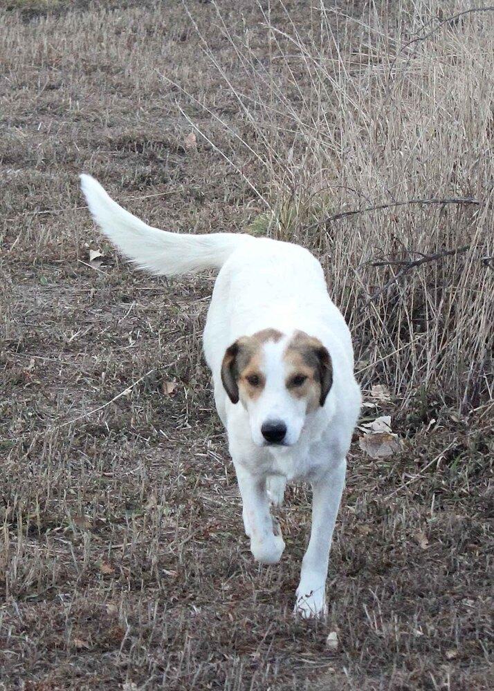 MELINDA, Adoptable, Adult Female Shepherd.