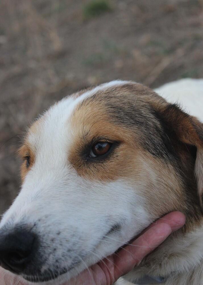 Enlarge MELINDA, a Adoptable mixed breed in Broomfield, CO image 4/6
