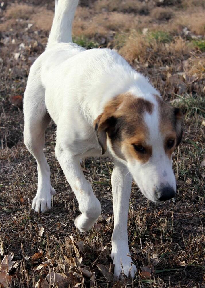 Enlarge MELINDA, a Adoptable mixed breed in Broomfield, CO image 5/6