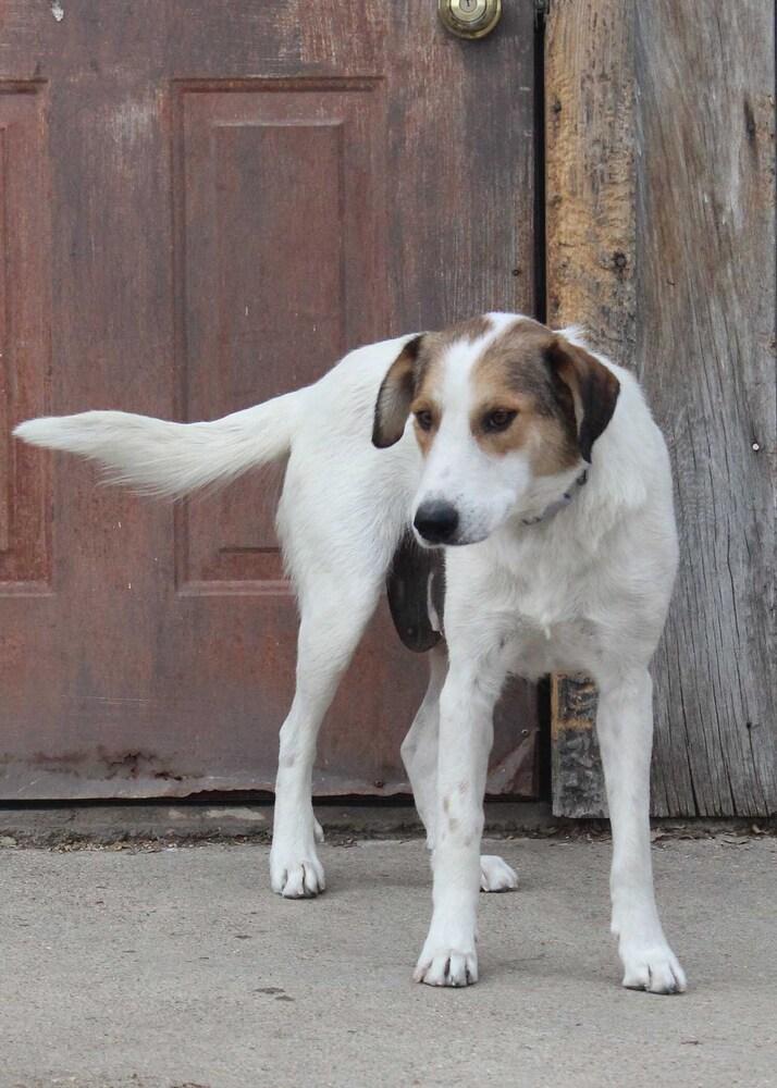 Enlarge MELINDA, a Adoptable mixed breed in Broomfield, CO image 6/6