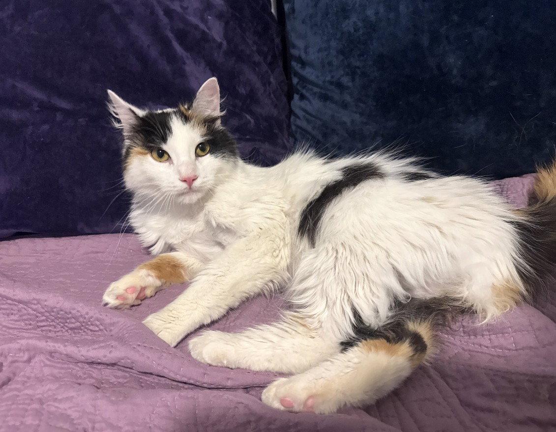 Enlarge Dolly, a Adopted Domestic Medium Hair in Newtown Square, PA image 2/3