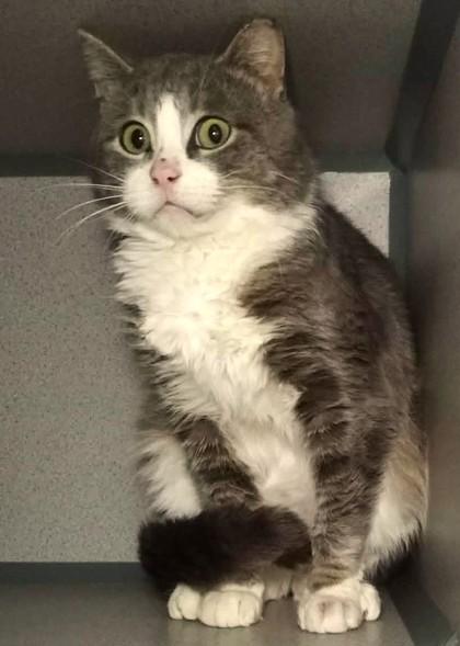 Enlarge Scarecrow ( Barn Cat), a Adoptable Domestic Short Hair in Waupaca, WI image 1/1