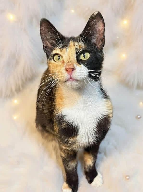 Coco Chanel, ADOPTABLE, Young Female Domestic Short Hair.