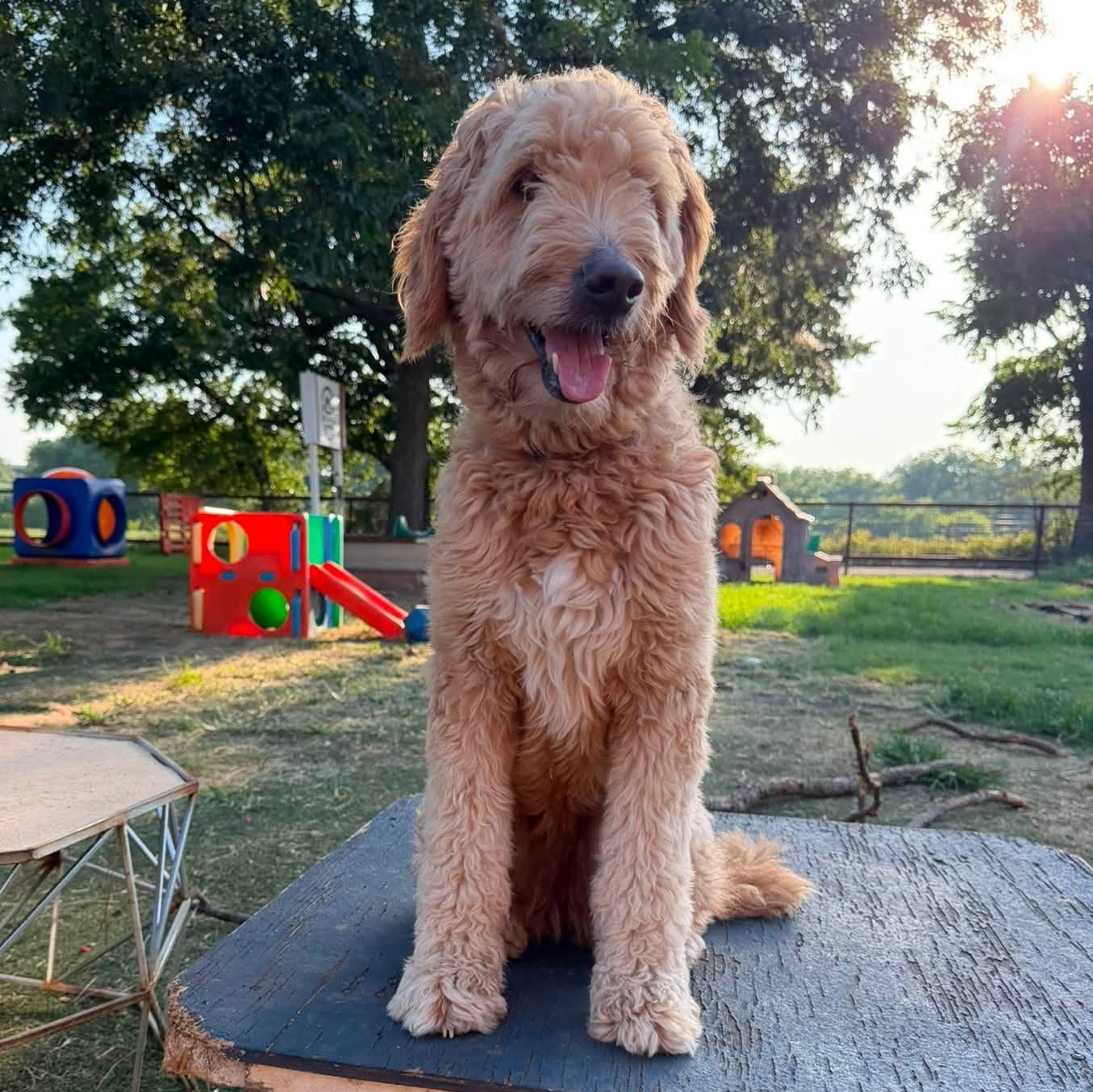 Enlarge Georgia, an adopted Goldendoodle in Yukon, OK image 1/2