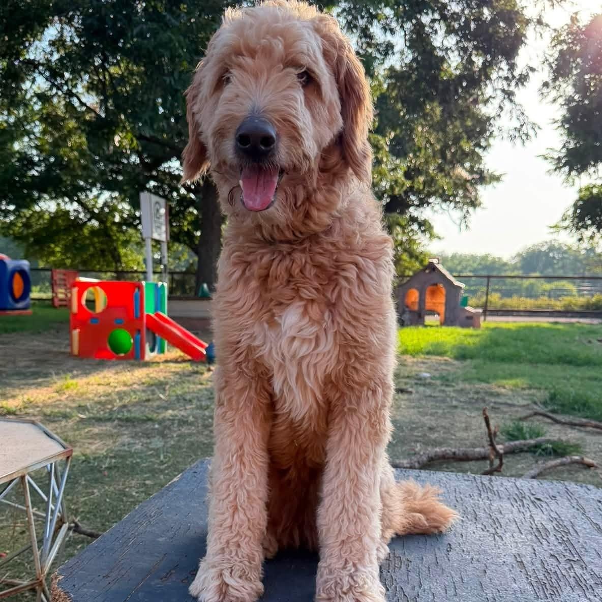 Enlarge Georgia, an adopted Goldendoodle in Yukon, OK image 2/2