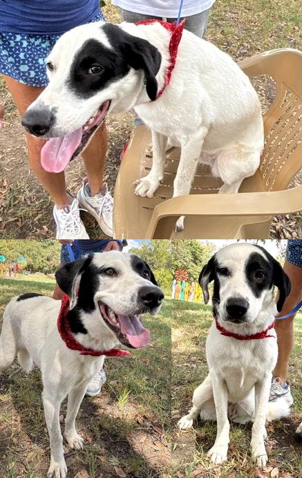 Enlarge Jelly Bean, a Adopted mixed breed in Toledo, OH image 6/6