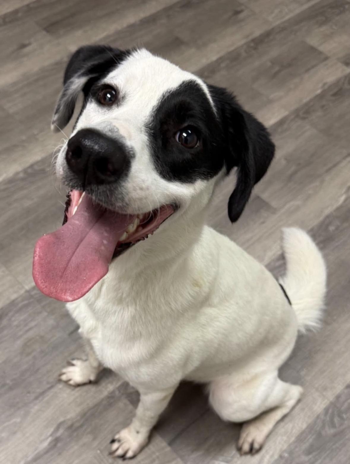 Enlarge Jelly Bean, a Adopted mixed breed in Toledo, OH image 1/6