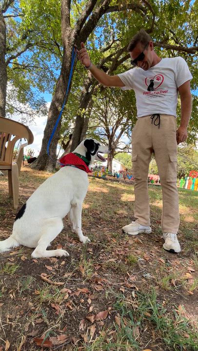 Enlarge Jelly Bean, a Adopted mixed breed in Toledo, OH video 5/6