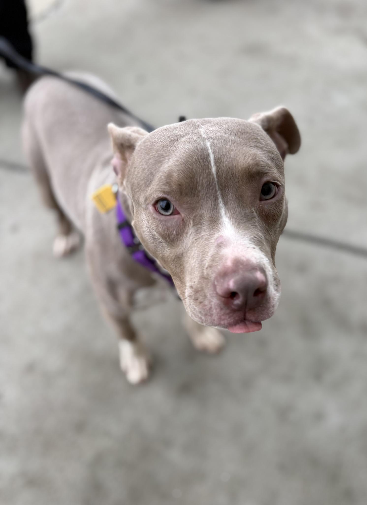 Enlarge Smooches, an adopted mixed breed in Cleveland, OH image 6/6