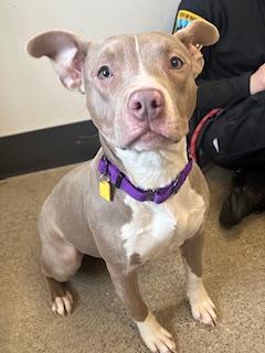 Enlarge Smooches, an adopted mixed breed in Cleveland, OH image 2/6