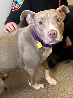 Enlarge Smooches, an adopted mixed breed in Cleveland, OH image 3/6