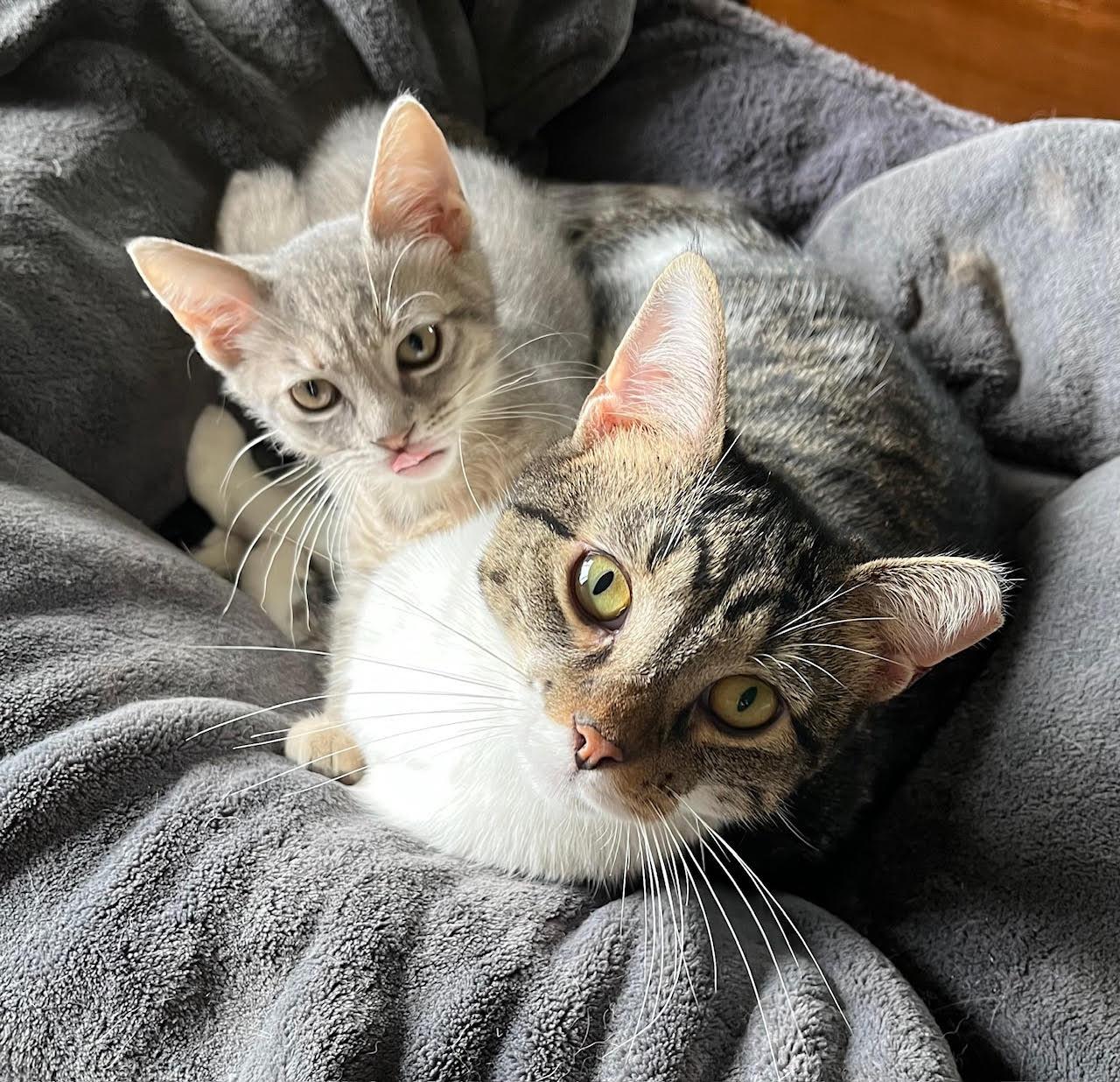 Enlarge Chance, a Adoptable Domestic Short Hair in Pittsboro, NC image 1/2