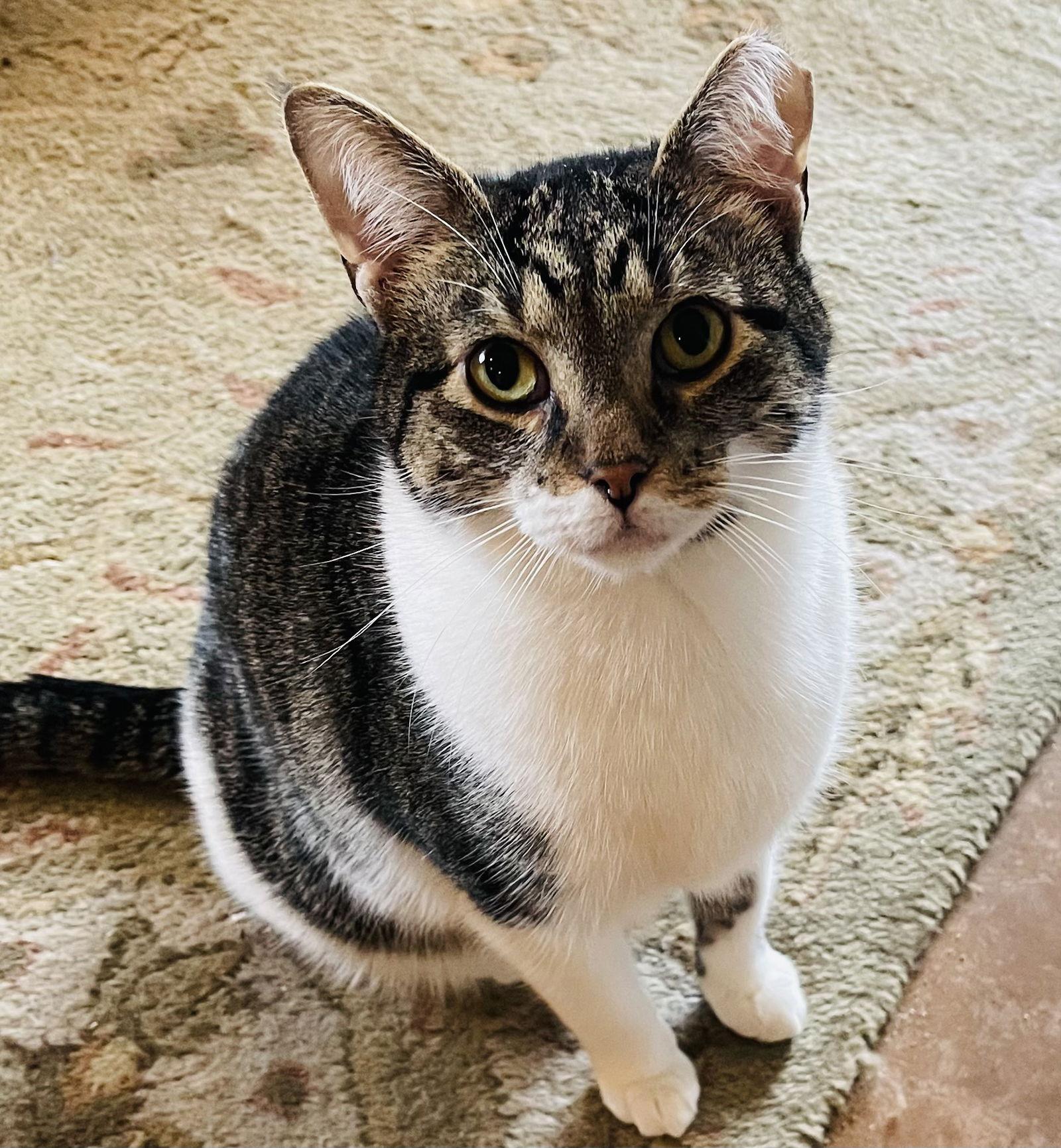 Enlarge Chance, a Adoptable Domestic Short Hair in Pittsboro, NC image 2/2