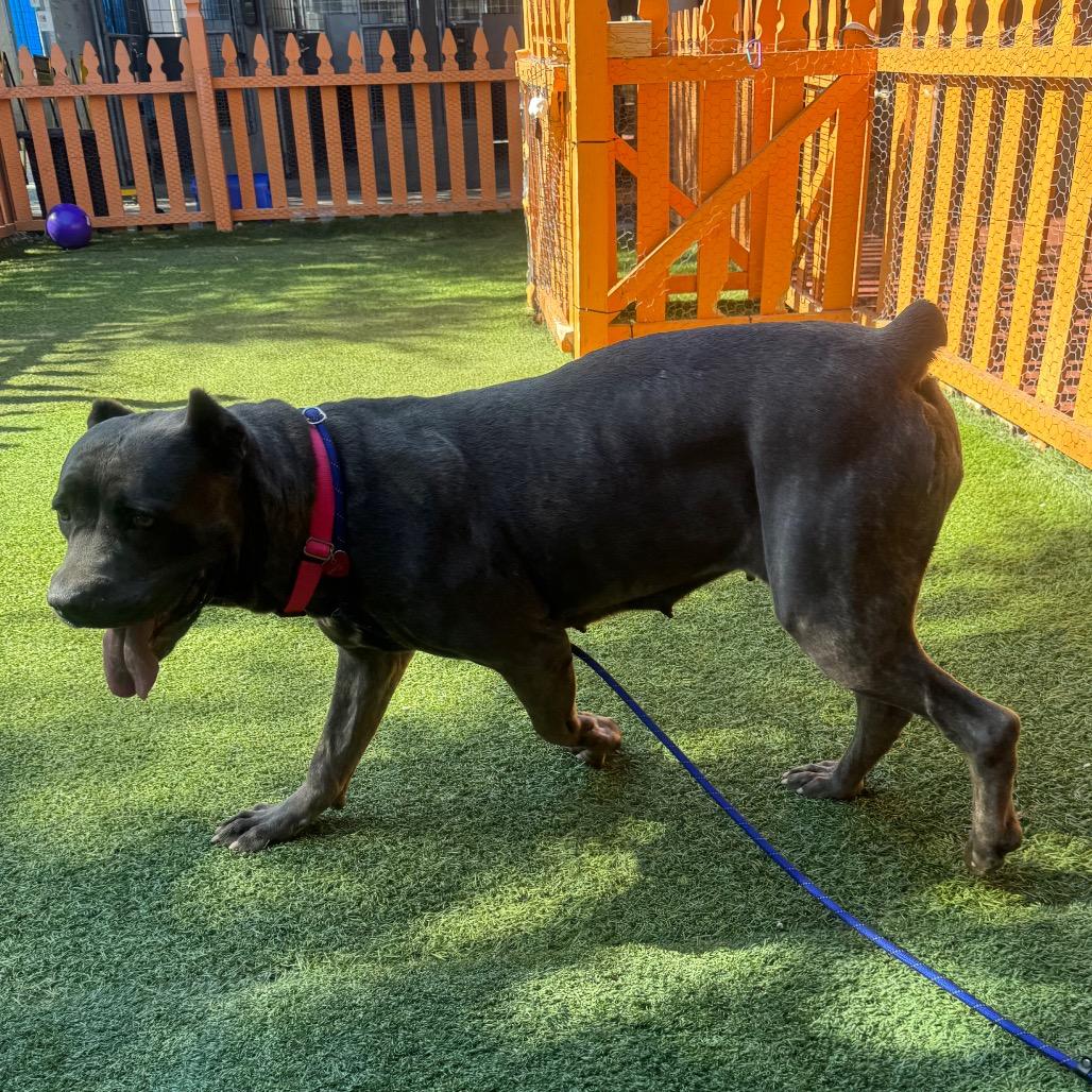 Arrow A2207405, a Adoptable Cane Corso in Mission Hills, CA image 1/6