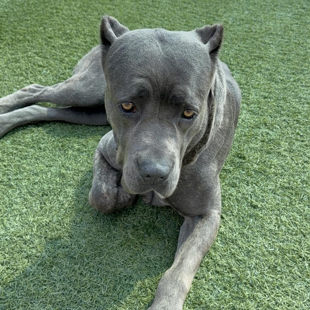 Arrow A2207405, a Adoptable Cane Corso in Mission Hills, CA image 2/5